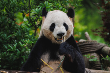 Obraz premium One skinny giant panda in the zoo