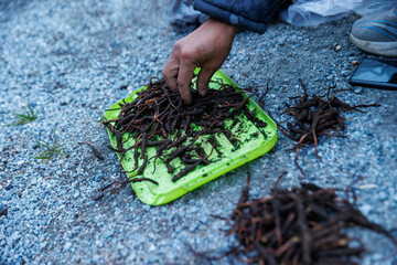 Chinese Caterpillar Fungus in China