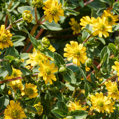 Sanvitalia speciosa - Sanvitalie ou sanvitalia aux nombreuses fleurs à capitules jaunes, coeur...