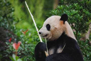 One skinny giant panda  in the zoo
