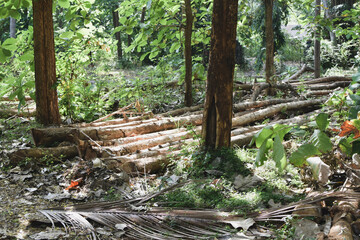 Massive Trees Being Cut Down – Shocking Look at Deforestation and Forest Destruction. Cutting Down Large Trees – The Alarming Reality of Global Deforestation. Why Are So Many Trees Being Cut Down?