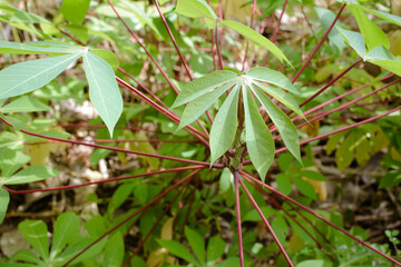 Cassava Plant (Manihot esculenta) with Manyokka Leaves. Manioc Leaves and Root Plant. Exploring the Traditional Uses of Manyokka (Cassava) in Food and Agriculture. Manyokka Leaves and Cassava Plant
