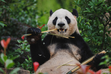 One skinny giant panda  in the zoo