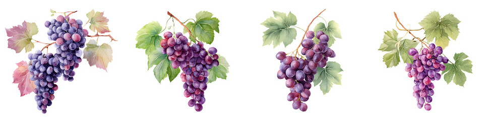 Fototapeta premium Lush purple grape clusters hanging on the vine