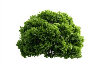 Obraz premium Lush Green Treetop Isolated Nature Landscape Design Garden Environmental Architectur