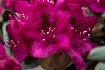 Pięknie kwitnące w ogrodzie różaneczniki (Rhododendron spp.) o intensywnie różowych kwiatach . Żywe kwiaty z pofalowanymi płatkami i widocznymi pręcikami. Widok z bliska podkreśla ich głęboki kolor 