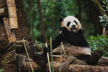 One skinny giant panda  in the zoo