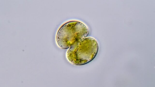 Cosmarium Algae cell contain crystals of barium or calcium sulfate that vibrate with Brownian motion, microscope 11000x 
