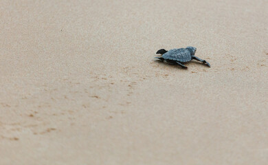 A turtle hatched from an egg crawls along the sand towards the ocean