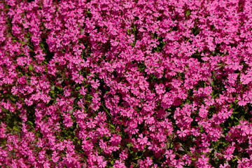 A close up of a pink flower field