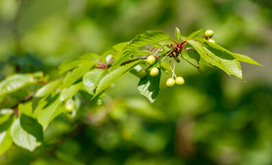 A leafy branch with a few small green fruits on it