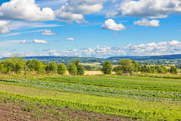 Growing healthy vegetables in the countryside