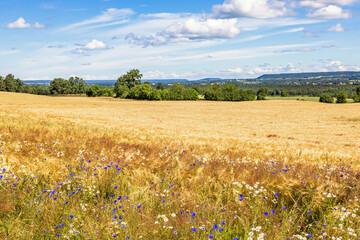 Wild flowers at the edge of a cornfield