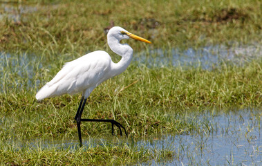 A white bird with a long neck is walking through a field of grass