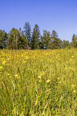 Blooming Meadow buttercups a sunny summer day