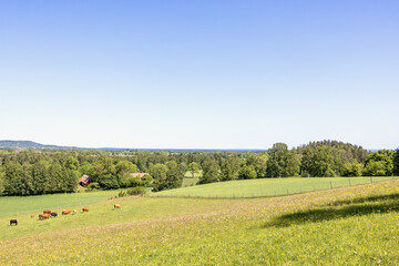 Grass meadow with grazing cattle in the summer