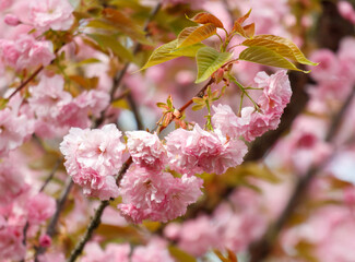 Pink flowers on a tree branch