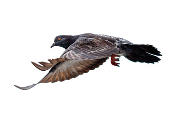 A pigeon is flying in the air with its wings spread out