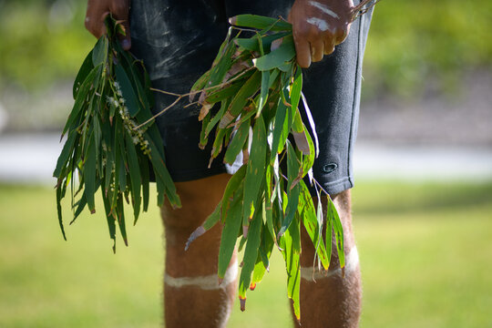 An indigenous dancer holding gum leaves while performing traditional dance - horizontal