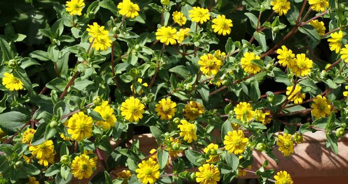 (Sanvitalia speciosa) Tapis couvre-sol de sanvitalies &agrave; fleurs jaunes ressemblant &agrave; de petites marguerites &agrave; la cimes de fines tiges pourpr&eacute;e portant un feuillage dense vert vif