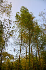 Looking Up Through Bamboo Canopy to the Sky: A view from the ground looking through the dense bamboo leaves and stalks towards the bright sky above.