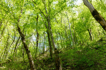 A forest with trees that are green and full of leaves