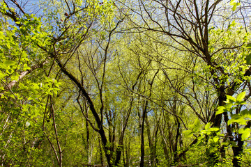 The trees are green and the sky is blue