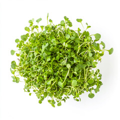 Obraz premium Fresh, vibrant microgreens showcasing their lush green leaves, perfect for healthy dishes and garnishes.