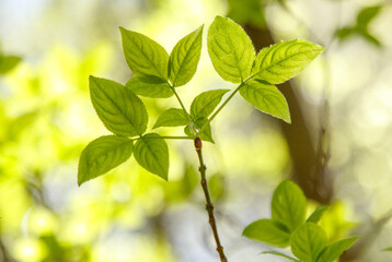 A leafy green branch of a tree with a leafy green leaf