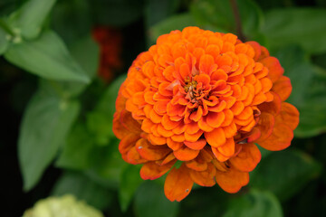 Zinia is a garden flower of crimson color with a curly plan