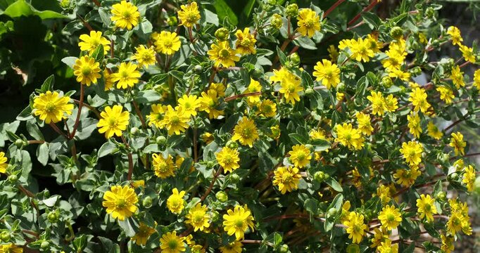 Sanvitalia speciosa) Abondantes fleurs jaune or, coeur verd&acirc;tre de Sanvitalia ' Million Suns' ou Zinnia rampant au dessus d'un feuilage vert vif recouvrant une jardini&egrave;re