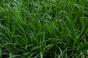 Lush Green Grass Texture Background