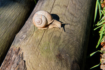 A live snail in a shell crawls along a wooden trunk in the forest