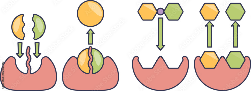 Poster illustration of enzyme catalysis showing substrate binding and product release.