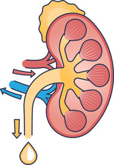 Illustration of kidney filtration showing blood flow and urine production.