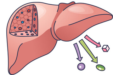 Illustration of liver processing molecules with arrows indicating metabolic pathways.