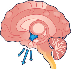 Illustration of the brain highlighting the hypothalamus, showing its role in hormone regulation.