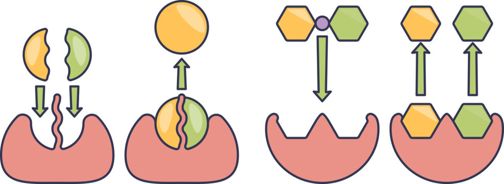 Illustration of enzyme catalysis showing substrate binding and product release.