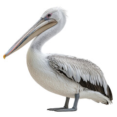 Obraz premium Pelican isolated on transparent background.