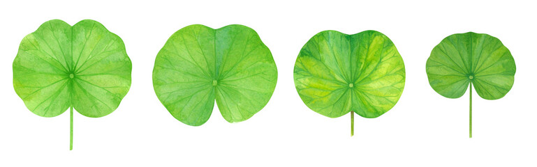 Fototapeta premium A collection of vibrant green leaves displaying various shapes and sizes.