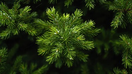 Close-up of a branch of a pine tree. the branch is covered in small, green needles that are densely packed together. the needles are arranged in a uniform pattern, with some overlapping each other.