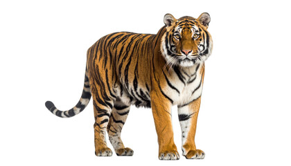 Obraz premium Tiger portrait against black background