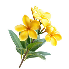 Fototapeta premium Blooming yellow flowering plant with vibrant petals and lush green leaves, Isolated image a blooming yellow flowering plant on a white background