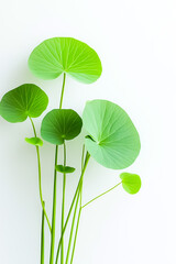 A fresh display of green circular leaves on thin stems against a minimalistic white background.