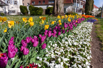 A vibrant and meticulously arranged flowerbed in Langenargen, showcases the beauty of spring with a...