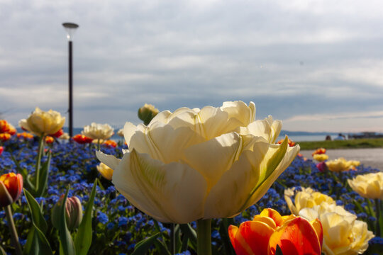 A beautiful close-up of a creamy white tulip takes center stage, its delicate petals softly illuminated against a picturesque spring scene in Langenargen