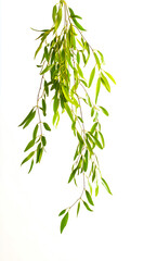 Obraz premium A beautiful bunch of green leaves hanging gracefully against a white background, perfect for nature-inspired designs.