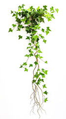 Obraz premium Lush green ivy plant cascading gracefully, perfect for home decor and nature-themed projects.