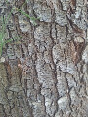 bark of a tree