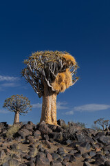 Quiver Tree with a large Sociable weaver nest Namibia 